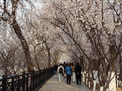 -桃花堤公园
