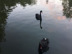 -深圳野生动物园