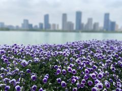 -天鹅湖体育公园