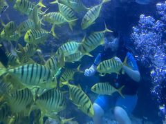 -太平洋海底世界