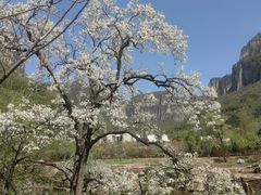 -王莽岭风景区