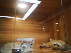 -猫十亿·布偶金渐层·曼基康矮脚猫舍(青年路店)