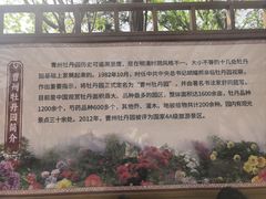 -曹州牡丹园