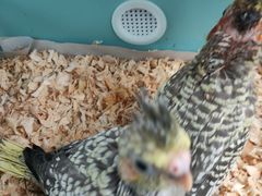 -雨林宠物医院 非犬猫异宠专科