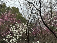 -上海佘山国家森林公园西佘山园