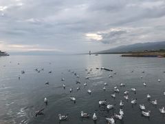-青海湖国家重点风景名胜区