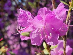 -黑龙江省森林植物园