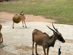 -深圳野生动物园