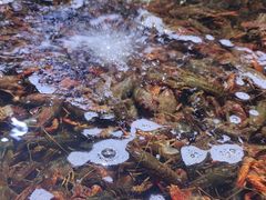 -聚盛源蒸汽海鲜火锅烤肉自助(巨川金海岸购物广场店)