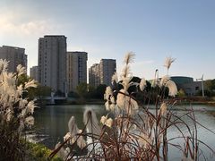 -新江湾城公园