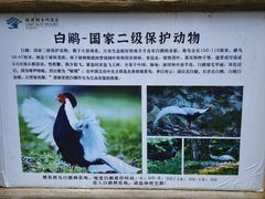 -鲤鱼洲酒店港鲤咖啡厅
