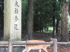-奈良公园