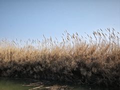 -泗洪洪泽湖湿地景区