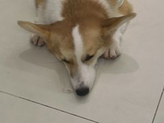 -怪兽屋·羊驼·猫咖·狗咖(俊华广场店)