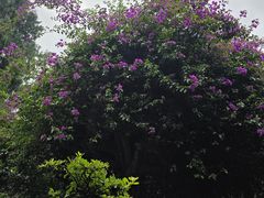 -成都杜甫草堂博物馆
