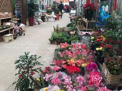 -龙大花卉苗木市场