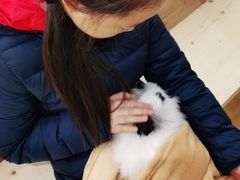 -猫猫幼稚园·撸猫·桌游·电玩