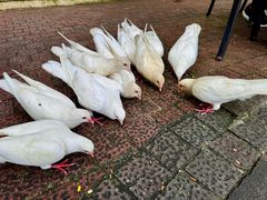 -茵特拉根酒店·西餐厅