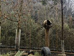-都江堰中华大熊猫苑