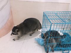 -浣熊柯尔鸭土拨鼠·电玩咖