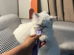 -翊宠yipet猫狗购宠庄园犬舍•猫舍