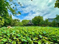 -上海醉白池公园