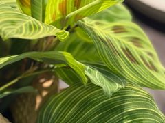 -自由生长植物工作室(深港花卉中心店)