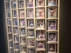-CAT’S MEWSTAR CAFE·喵星球猫屋(晴湾咖啡店)