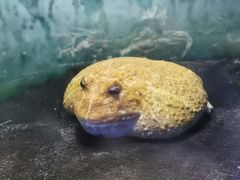 -上海大自然野生昆虫馆(东方明珠·爬宠昆虫探索中心)