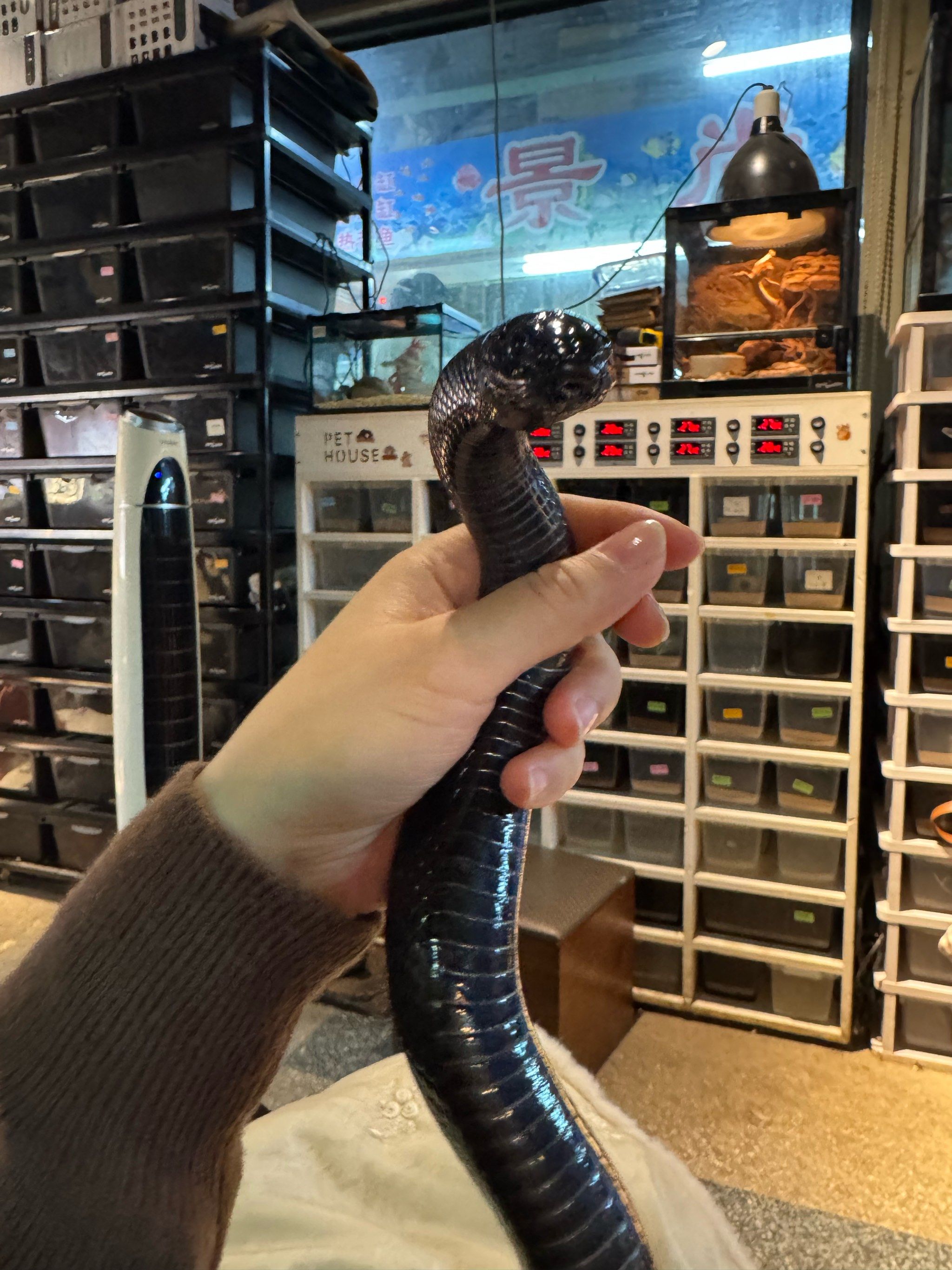 灵蛇的资料免费大全(灵蛇的资料免费大全最新版手机版)