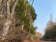 -上海海湾国家森林公园