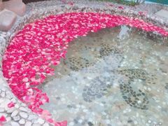 -金孔雀温泉旅游度假村