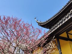 -红梅公园