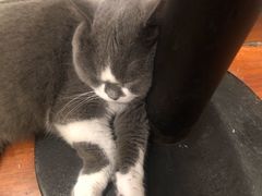 -猫小院猫主题咖啡厅(北锣店)