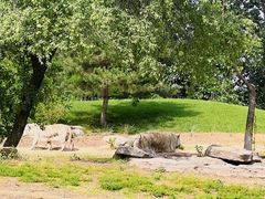 -北京野生动物园