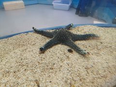 -上海海洋水族馆