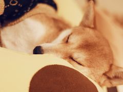 -逗柴咖啡屋·狗咖猫咖宠物桌游