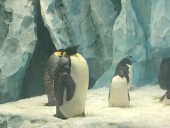 -帝企鹅自助餐厅•儿童岛•真企鹅(长隆企鹅酒店)