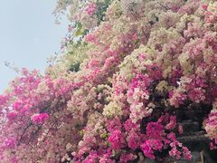 -深圳国际园林花卉博览园