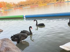 -野生动物园-停车场