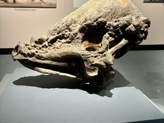 -自贡恐龙博物馆