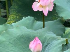 -荔湾湖公园
