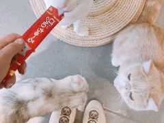 -飞行喵MR PILOT|猫舍·猫咖(静安大融城店)