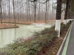 -合肥滨湖国家森林公园