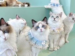 -怪兽屋·羊驼·猫咖·狗咖(俊华广场店)