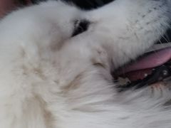 -宠福鑫康馨动物医院·骨科·眼科