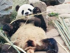 -都江堰中华大熊猫苑