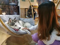 -Husky Go! 哈士奇体验馆·宠物咖啡厅狗咖
