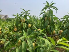 -万源龙顺度假庄园生态观光园