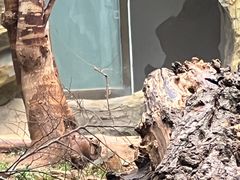 -鸡鸣汤包(红山动物园店)